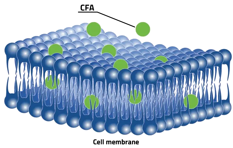CFA