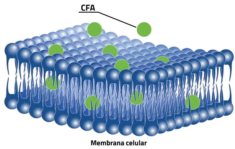CFA