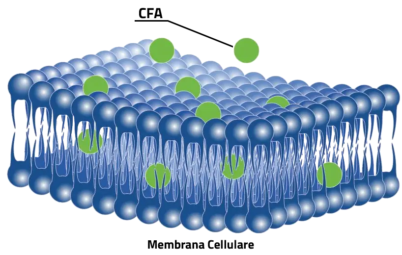 CFA